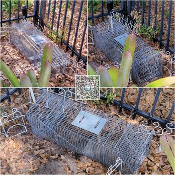 Integrity Wildlife Removal - Armadillo caught coming into a yard it had been feeding and burrowing in. - Wildlife Control Near Me - Tavares, Florida Integrity Wildlife Removal - Armadillo caught coming into a yard it had been feeding and burrowing in. - Wildlife Control Near Me - Tavares, Florida