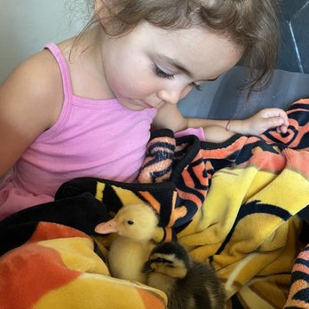 Metzer Farms - Just a girl and her ducks - Farms Near Me - Gonzales, California Metzer Farms - Just a girl and her ducks - Farms Near Me - Gonzales, California