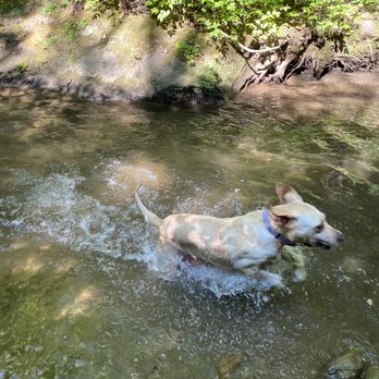 Chestnut Ridge Heritage Preserve - Hot laps for this dog! - Hiking Near Me - Landrum, South Carolina Chestnut Ridge Heritage Preserve - Hot laps for this dog! - Hiking Near Me - Landrum, South Carolina