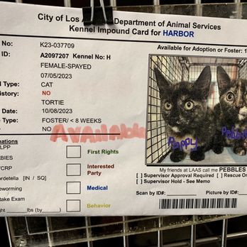 Harbor Animal Services Center - Pebbles (tortie kitten) - Animal Shelters Near Me - San Pedro, California