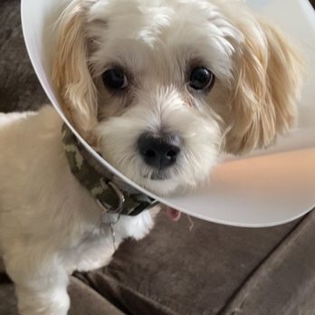 The Pets Choice - After - Pet Groomers Near Me - Wilmington, California