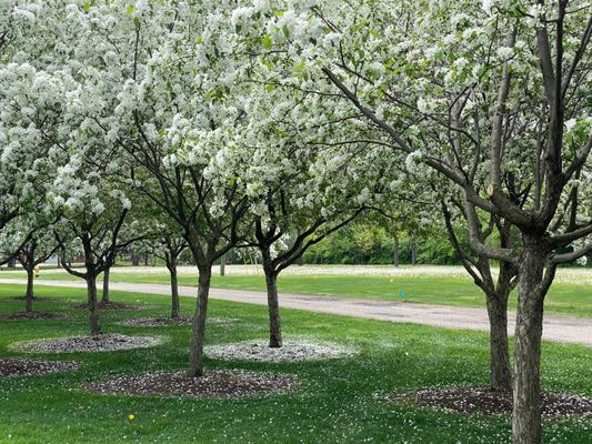 George George Memorial Park by null