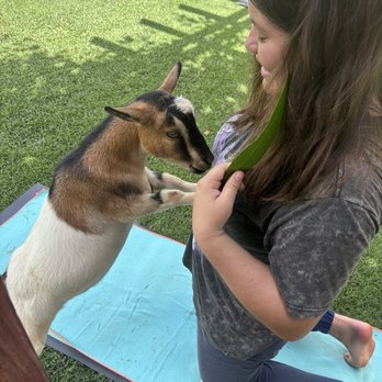 808 Goat Yoga - Goat - Yoga Near Me - Kilauea, Hawaii