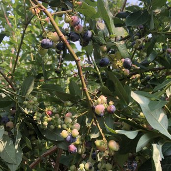 Wilmot Orchards - Farms Near Me - Newcastle, Ontario