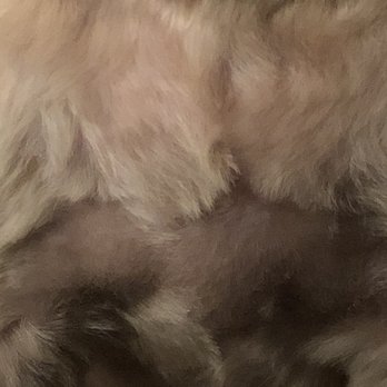 PetSuites Chesapeake - Chest area - Pet Boarding Near Me - Chesapeake, Virginia PetSuites Chesapeake - Chest area - Pet Boarding Near Me - Chesapeake, Virginia