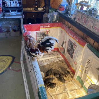 The Hippie Chicken - Rooster and chickens - Livestock Feed & Supply Near Me - Morongo Valley, California The Hippie Chicken - Rooster and chickens - Livestock Feed & Supply Near Me - Morongo Valley, California