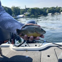 Muskies & More Guide Service - Pumpkinseed Sunfish...a nice one