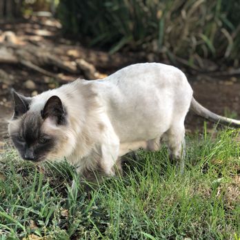Classy Canines - Silver loves his lion cut! - Pet Groomers Near Me - Fresno, California