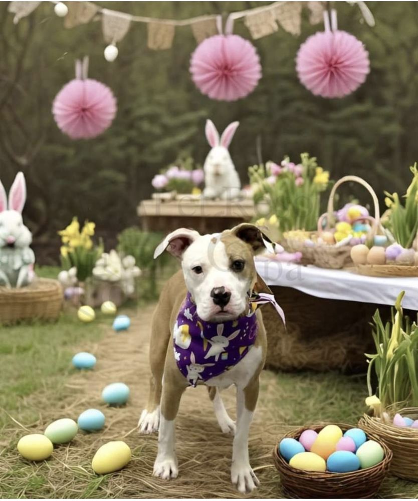 ABC Pet Resort & Spa - pet boarding facility in Houston, TX
