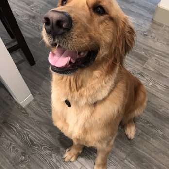 Top Dog Mobile Grooming - Shelly - Pet Groomers Near Me