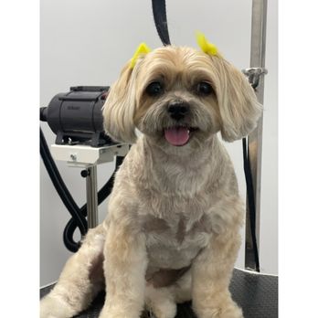 TeesPetStyles - Pet Groomers Near Me