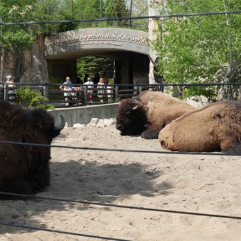 Brookfield Zoo Chicago - Zoos Near Me - Brookfield, Illinois Brookfield Zoo Chicago - Zoos Near Me - Brookfield, Illinois