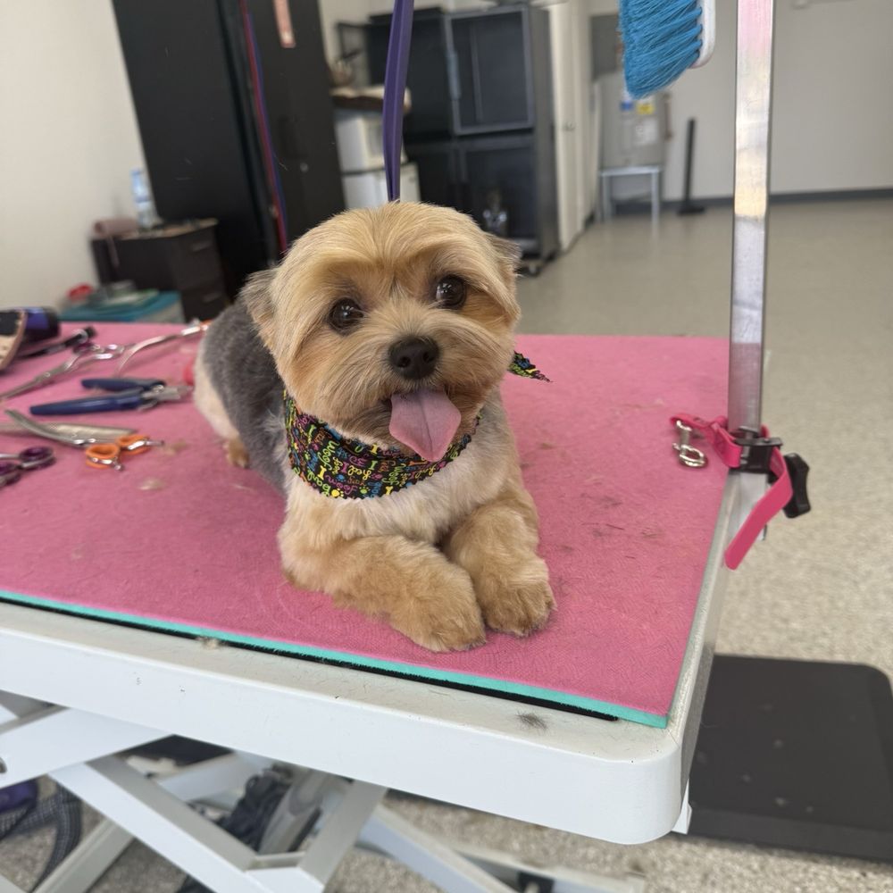 Jess Fur N Paw Salon - Pet Groomers Near Me - Upland, California Jess Fur N Paw Salon - Pet Groomers Near Me - Upland, California