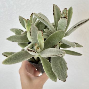 Cactus Mart - Just so gorgeous and healthy! - Nurseries & Gardening Near Me - Morongo Valley, California