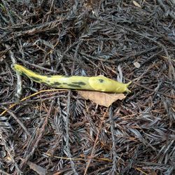 Humboldt Redwoods State Park - The spotted Banana Slug!