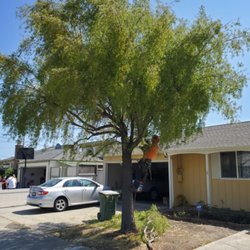 One Two Tree Care - Mayten tree before removal.