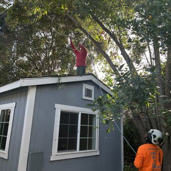 Preferred Expert Tree Service - Before -cutting and shaping the large privet over the shed - Tree Services Near Me