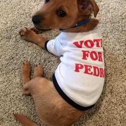 Shelby Veterinary Hospital - We're proud to support Pedro.