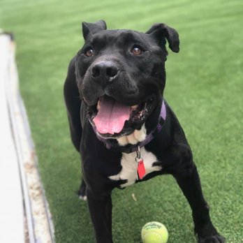 Urban Mutt Retreat - Rocky! - Pet Boarding Near Me - Cypress, Texas