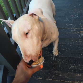 Antney's - Lanie the Bull Terrier would give Antney's 2 thumbs up, but she doesn't have thumbs. She loved her pup cup! - Ice Cream & Frozen Yogurt Near Me - Pittsburgh, Pennsylvania Antney's - Lanie the Bull Terrier would give Antney's 2 thumbs up, but she doesn't have thumbs. She loved her pup cup! - Ice Cream & Frozen Yogurt Near Me - Pittsburgh, Pennsylvania