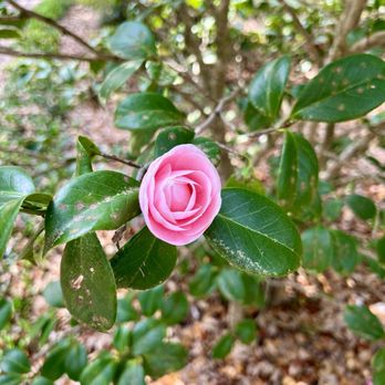 Airlie Gardens - Venues & Event Spaces Near Me - Wilmington, North Carolina Airlie Gardens - Venues & Event Spaces Near Me - Wilmington, North Carolina