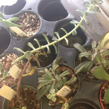 Walmart - I think their succulents aren't getting enough sunlight.... - Department Stores Near Me - Mililani, Hawaii Walmart - I think their succulents aren't getting enough sunlight.... - Department Stores Near Me - Mililani, Hawaii