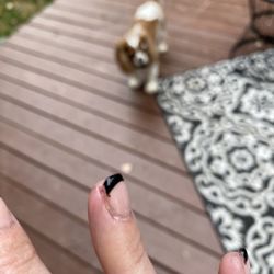 Peony Nail Spa