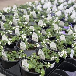Joe Cappel’s Lawn Landscape & Garden Center
