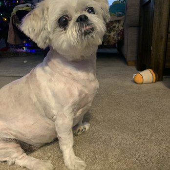 PetSmart - Pet Training Near Me - Kalamazoo, Michigan
