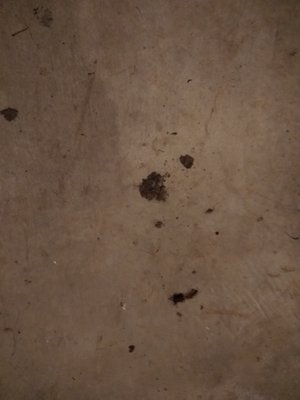 Mr Rooter Plumbing & Drain Cleaning Logo