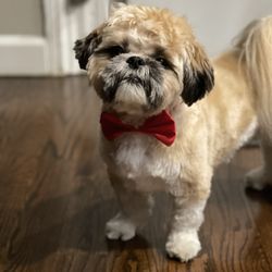 Buddy's Dog Den