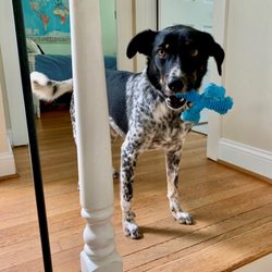 Fetch! Pet Care