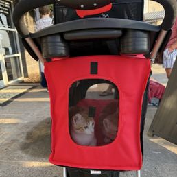 My kittens patiently waiting their turn to check in for surgery My kittens patiently waiting their turn to check in for surgery