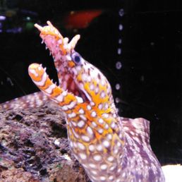 Mr. Eel