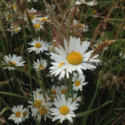 Fay Slough Wildlife Area