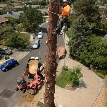 Treels - Tree removal - Tree Services Near Me - Santa Rosa, California