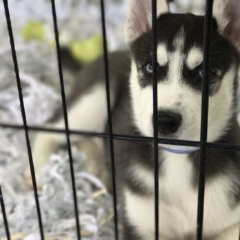 All About Puppies - Pet Stores Near Me - Largo, Florida