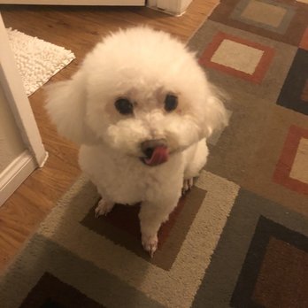 Kim's Magic Touch Dog Grooming - Pet Groomers Near Me Kim's Magic Touch Dog Grooming - Pet Groomers Near Me