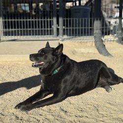 Muttz Canine Social Club