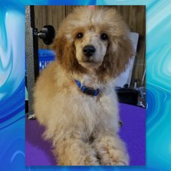 Mias Bayou Puppies - Blue- Akc/Ckc mini Poodle male