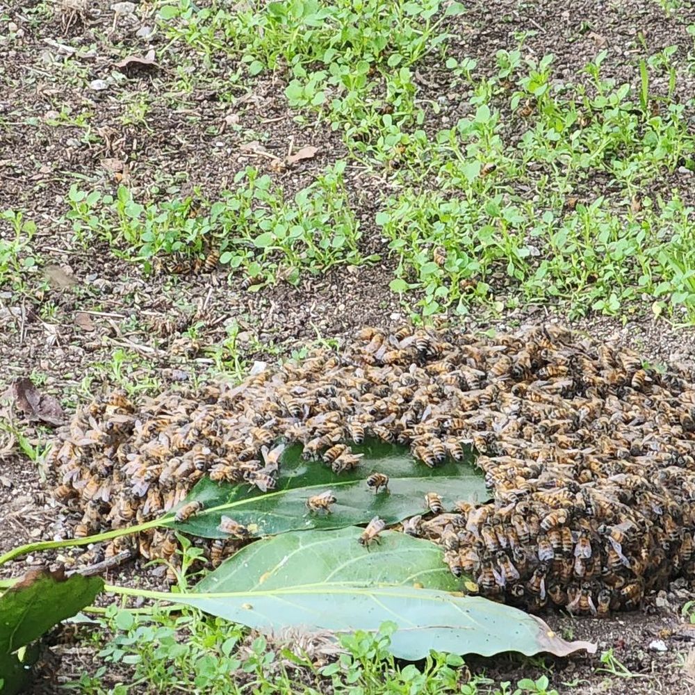 Beekeeper's Removal - Second pile of bees - Pest Control Near Me Beekeeper's Removal - Second pile of bees - Pest Control Near Me