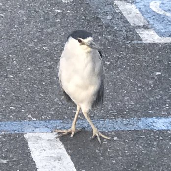 Subway Guitars - What is an outdoor show without a few birds asking for autographs afterwards. - Guitar Stores Near Me - Berkeley, California Subway Guitars - What is an outdoor show without a few birds asking for autographs afterwards. - Guitar Stores Near Me - Berkeley, California