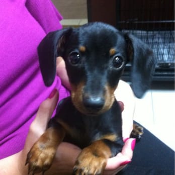 Gorgeous Puppies and Kittens - Pet Stores Near Me - Miami, Florida Gorgeous Puppies and Kittens - Pet Stores Near Me - Miami, Florida