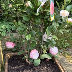 Garden Centre At Alexandra Palace - Camellia