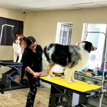 Fallbrook Pet Parlor - Our Groom Room - Pet Groomers Near Me - Fallbrook, California Fallbrook Pet Parlor - Our Groom Room - Pet Groomers Near Me - Fallbrook, California