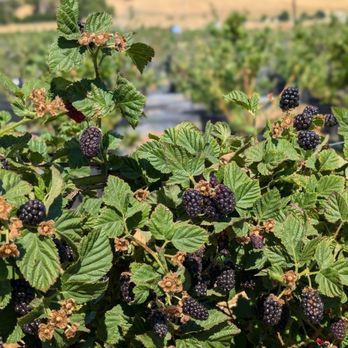 Tru2Earth Farm - Olallieberries - Pick Your Own Farms Near Me - Gilroy, California Tru2Earth Farm - Olallieberries - Pick Your Own Farms Near Me - Gilroy, California