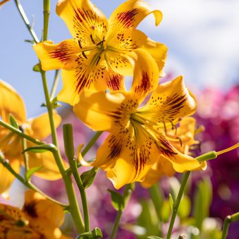 Exquisite Blumen - Gift Shops Near Me - Langley, Washington