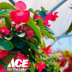 Ace On The Lake - Ace On The Lake's 2021 Greenhouse is OPEN!