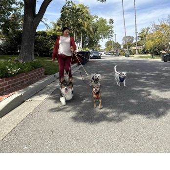 Paws Walking Crew - Paws pack walking - Dog Walkers Near Me Paws Walking Crew - Paws pack walking - Dog Walkers Near Me