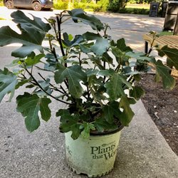 Meinke Garden Center - Brown turkey fig teee